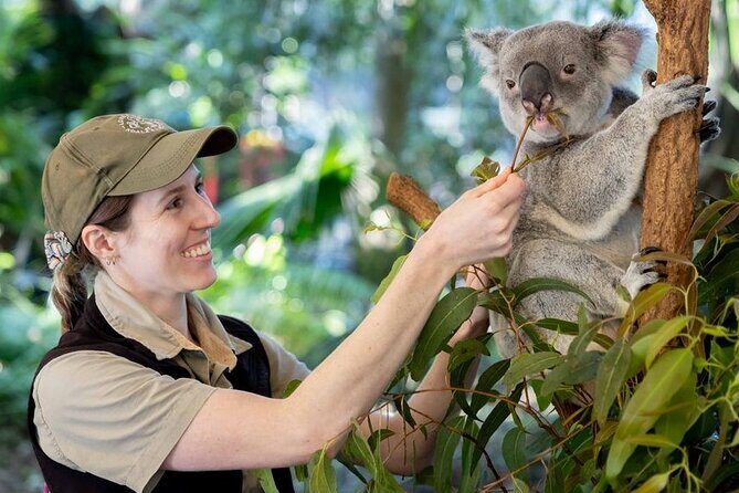 Brisbane Private Shore Excursions with Lone Pine Koala Sanctuary - A Deep Dive into Brisbane’s Private Shore Excursion