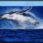 Brisbane Whale Watching Cruise from Redcliffe or Sunshine Coast - The Itinerary: What to Expect on Your Day Out