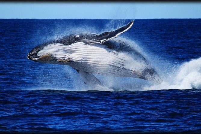 Brisbane Whale Watching Cruise from Redcliffe or Sunshine Coast - The Itinerary: What to Expect on Your Day Out