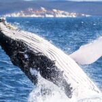 Brisbane: Whale Watching Cruise with Lunch - Practical Tips for Your Whale Watching Day