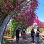 Brisbane's Popular Sights in Half Day VIP Private Tour - What Makes It Worthwhile?