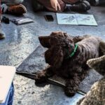 Bristol: Dog Life Drawing led by local Artist Cai Burton - An Authentic Bristol Experience: Dog Life Drawing with Cai Burton