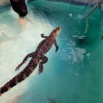 Bristol: Swimming with Crocodiles coffee and cake - Handling and Moving Crocodiles