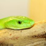 Bristol: Venomous Snake Tour w/ Guide & Croc Photo - Final Thoughts: Is It Worth It?