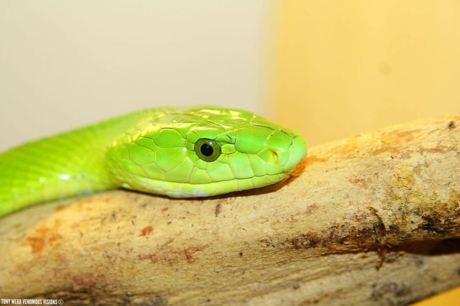 Bristol: Venomous Snake Tour w/ Guide & Croc Photo - Final Thoughts: Is It Worth It?
