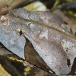 Bristol: Venomous Snake Tour with Reptile Photo - Who Should Consider This Tour?