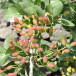 Bronte: Tour e degustazione nelle piantagioni di pistacchi - An In-Depth Look at the Bronte Pistachio Tour