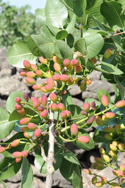 Bronte: Tour e degustazione nelle piantagioni di pistacchi - An In-Depth Look at the Bronte Pistachio Tour