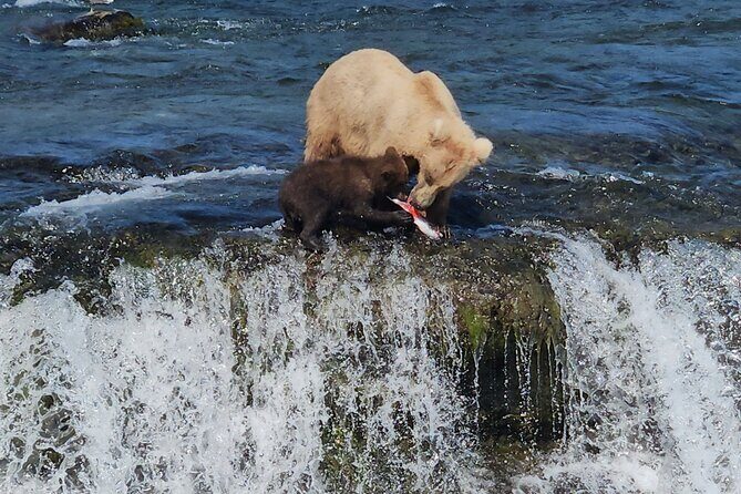 Brooks Falls Bear Viewing - Pricing and Value