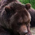 Brown Bear Sanctuary, Bran Castle & Rasnov Fortress Day Tour - Final Thoughts