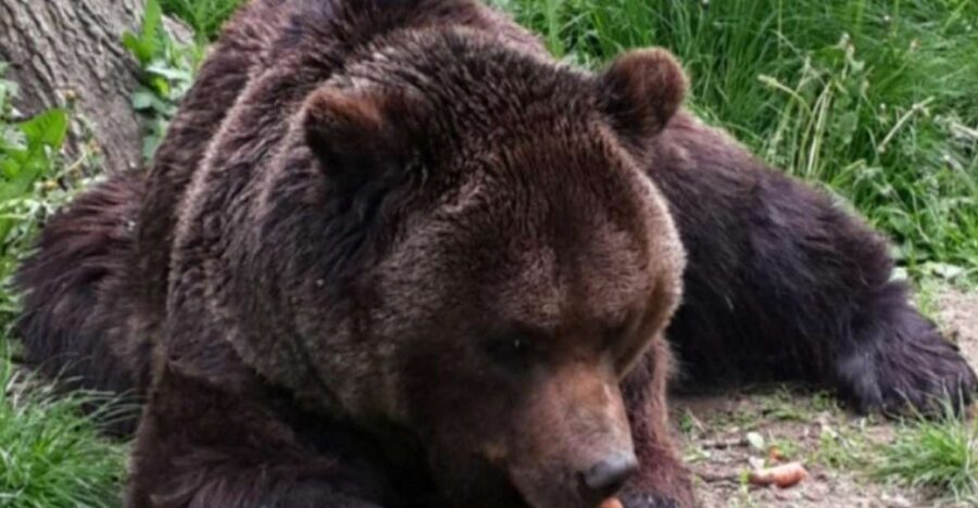 Brown Bear Sanctuary, Bran Castle & Rasnov Fortress Day Tour - Final Thoughts