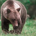 Brown Bear Sanctuary Tour from Brasov Entrance Ticket Guaranteed - Who Will Love This Tour?