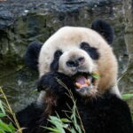 Brugelette: Pairi Daiza Zoo Entry Ticket - A Closer Look at Pairi Daiza