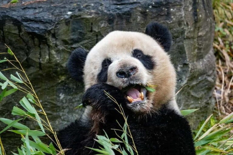 Brugelette: Pairi Daiza Zoo Entry Ticket - A Closer Look at Pairi Daiza