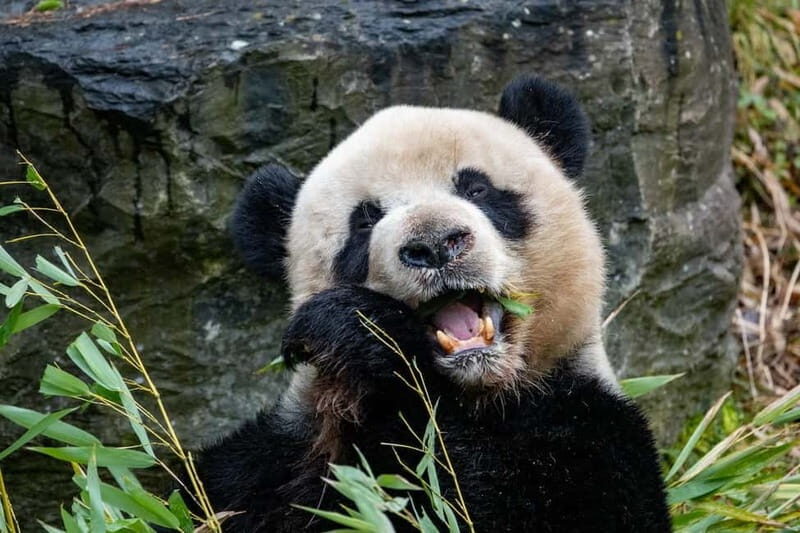 Brugelette: Pairi Daiza Zoo Entry Ticket - A Closer Look at Pairi Daiza