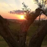 Brunello Wine Tour and Val D'Orcia Landscape - Exploring Tuscany’s Finest in Comfort and Style