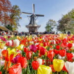 Brussels: Full Day Holland Keukenhof & Windmills Guided Tour - Who Should Take This Tour?