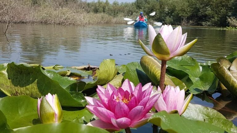 Bucharest: Arges River Kayaking Tour with Transfers - Why This Tour Offers Real Value