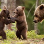 Bucharest: Bear Watching Tour and Top Gear Road Day Trip - Frequently Asked Questions