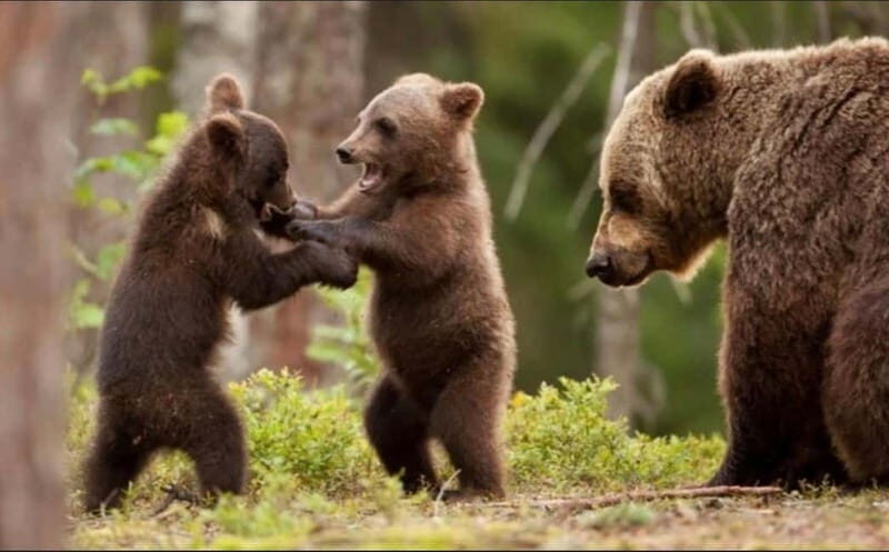 Bucharest: Bear Watching Tour and Top Gear Road Day Trip - Frequently Asked Questions