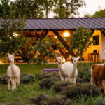 Bucharest: Day Trip at the The Tribe Alpaca Retreat - In-Depth Review: What to Expect from the Alpaca Day Trip