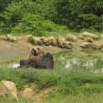 Bucharest: Day Trip to Bear Sanctuary, Bran Castle & Brasov - A Practical Breakdown of the Tour Experience