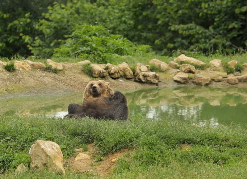 Bucharest: Day Trip to Bear Sanctuary, Bran Castle & Brasov - A Practical Breakdown of the Tour Experience