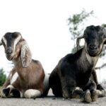 Bucharest: Ranch with Domestic Animals Day Trip - Analyzing the Value
