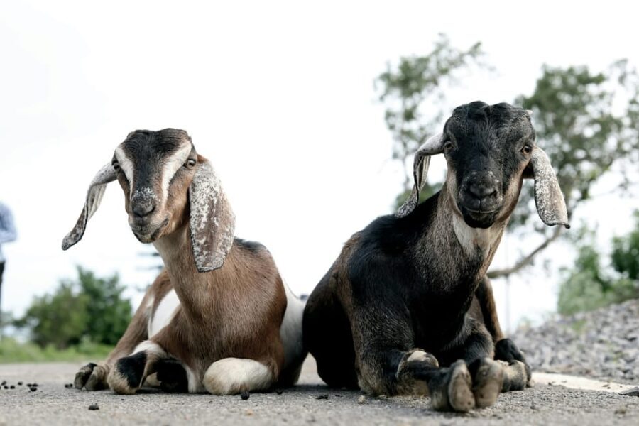 Bucharest: Ranch with Domestic Animals Day Trip - Analyzing the Value