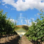 Bucharest: Taste the Magic of Wine in Romanias Tuscany - What Makes This Tour Stand Out