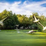 Bucharest: Tour to Danube Delta 2-Days With Boat Tour - The journey begins early from Bucharest
