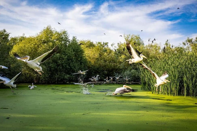 Bucharest: Tour to Danube Delta 2-Days With Boat Tour - The journey begins early from Bucharest