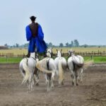 Budapest: Sisi Palace Tour with Hungarian Horse Show & Lunch - A Deep Dive into the Gödöllő Experience