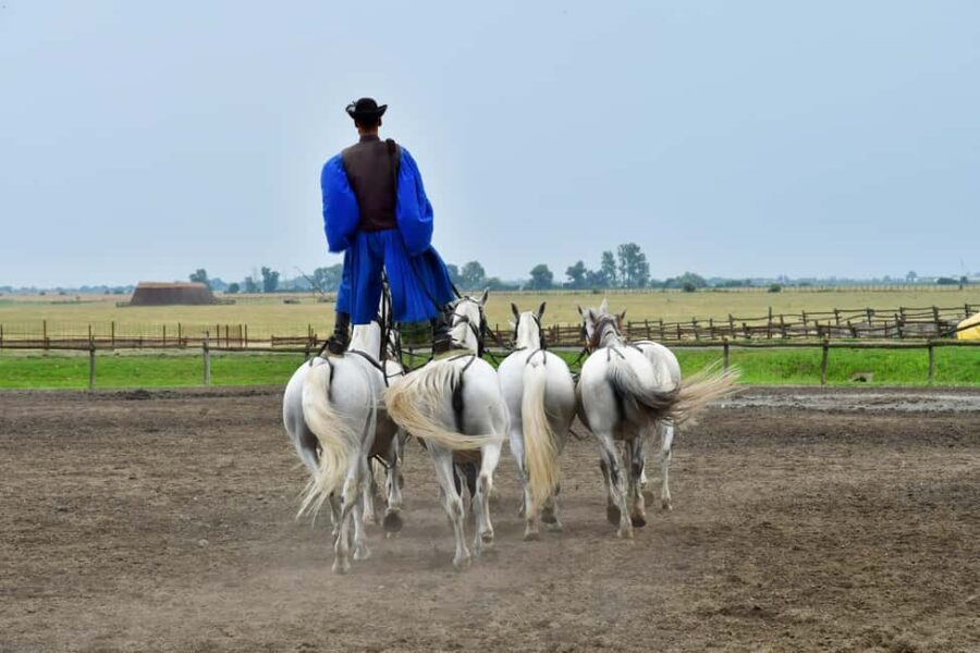 Budapest: Sisi Palace Tour with Hungarian Horse Show & Lunch - A Deep Dive into the Gödöllő Experience