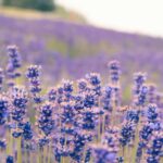 Budapest: Tihany Peninsula Hike and Abbey Day Trip - Who Would Enjoy This Tour?