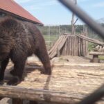 Budapest: Transport & Guided Tour of Bear and Wolf Sanctuary - The Itinerary in Detail