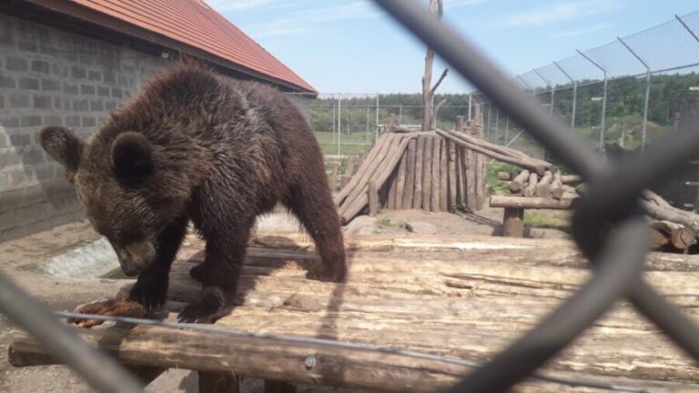 Budapest: Transport & Guided Tour of Bear and Wolf Sanctuary - The Itinerary in Detail