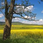 Budapest-Vienna One-Way Sightseeing Transfer - Majestic Esztergom Basilica and the Danube