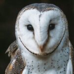 Buderim Forest Flight Owl Encounter and Tour - Who Should Consider This Tour?