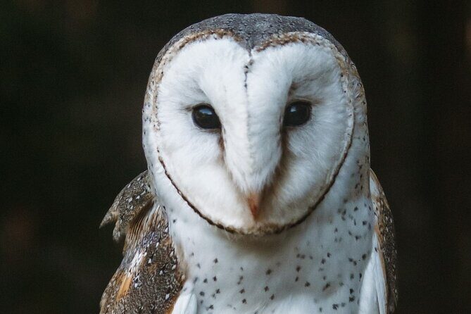 Buderim Forest Flight Owl Encounter and Tour - Who Should Consider This Tour?