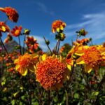 Bulb region: Dahlias Bicycle Tour - An In-Depth Look at the Dahlias Bicycle Tour