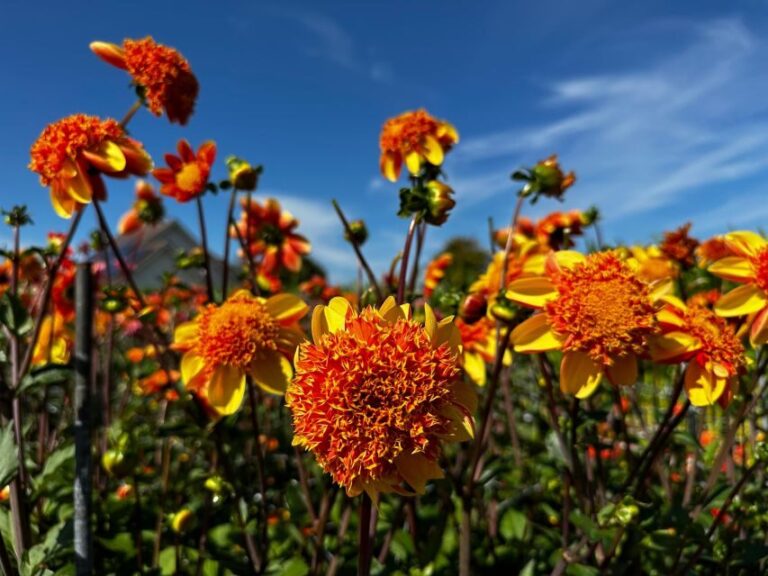 Bulb region: Dahlias Bicycle Tour - An In-Depth Look at the Dahlias Bicycle Tour