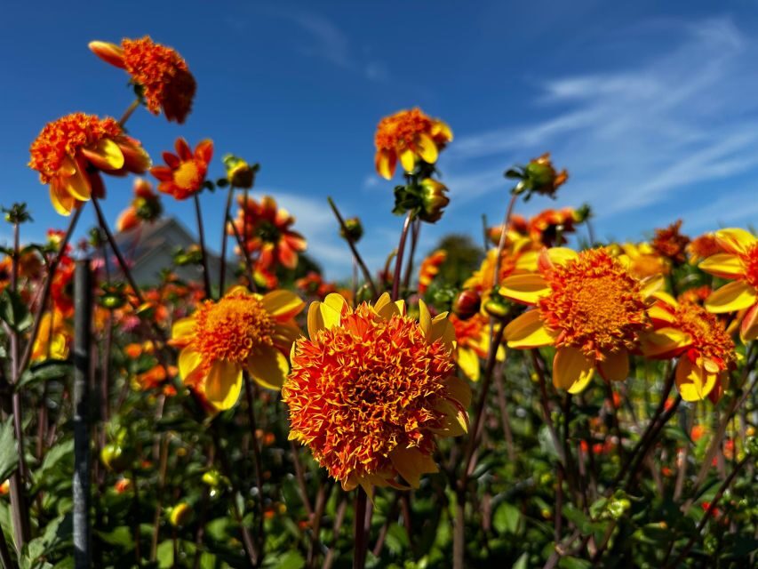 Bulb region: Dahlias Bicycle Tour - An In-Depth Look at the Dahlias Bicycle Tour