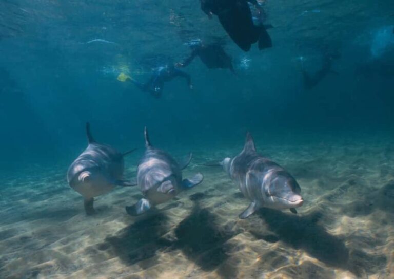 Bunbury: Swim with Dolphins Tour - Who Should Consider This Tour?