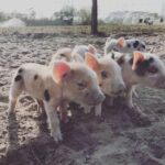 Bundaberg: Family-Friendly Entry Ticket to Splitters Farm - What to Expect During Your Visit