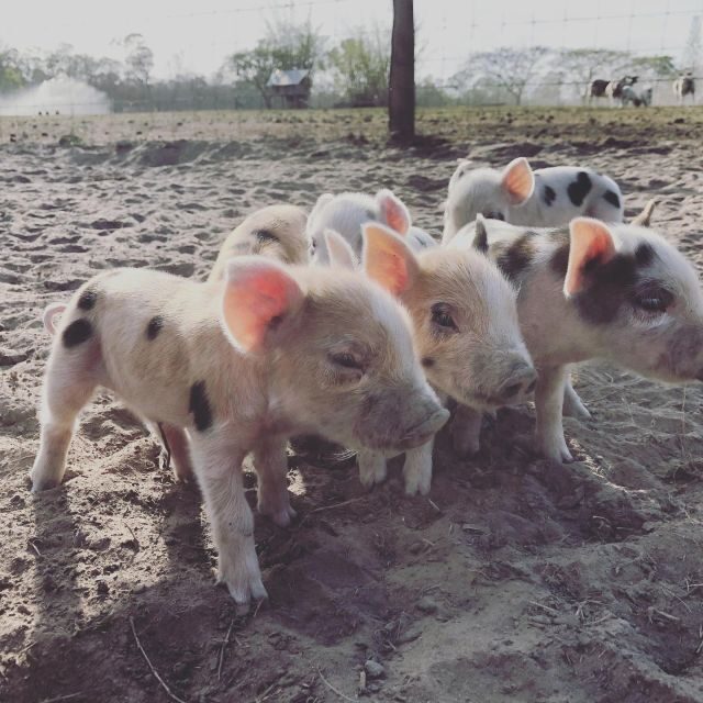 Bundaberg: Family-Friendly Entry Ticket to Splitters Farm - What to Expect During Your Visit