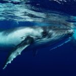 Bundaberg: Whale Watching Sightseeing Cruise with Lunch - Final Thoughts