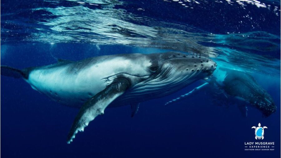 Bundaberg: Whale Watching Sightseeing Cruise with Lunch - Final Thoughts