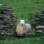 Burren Guided Electric Bike tour with Poulnabrone Portal Tomb - What’s Included and What’s Not
