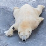 Bus to Ranua Zoo from Rovaniemi - Who Will Love This Tour?